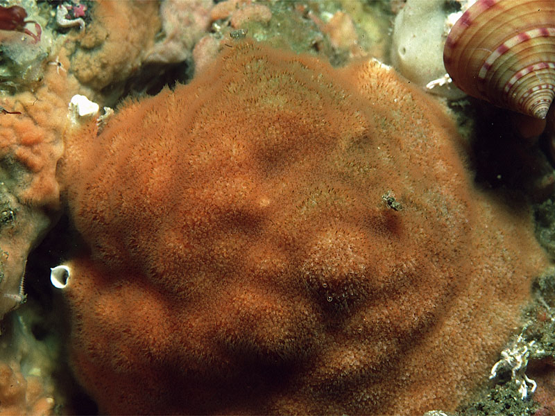 Cellepora pumicosa